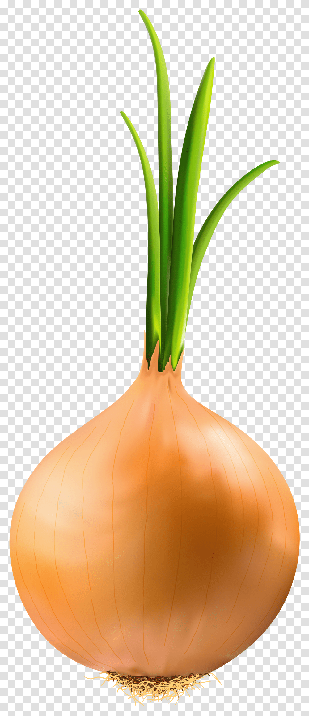 Onion Clipart Background, Plant, Shallot, Vegetable, Food Transparent Png