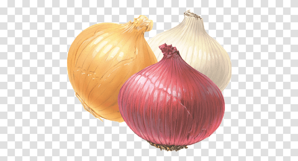 Onion Clipart Onion White And Red, Plant, Vegetable, Food, Shallot Transparent Png