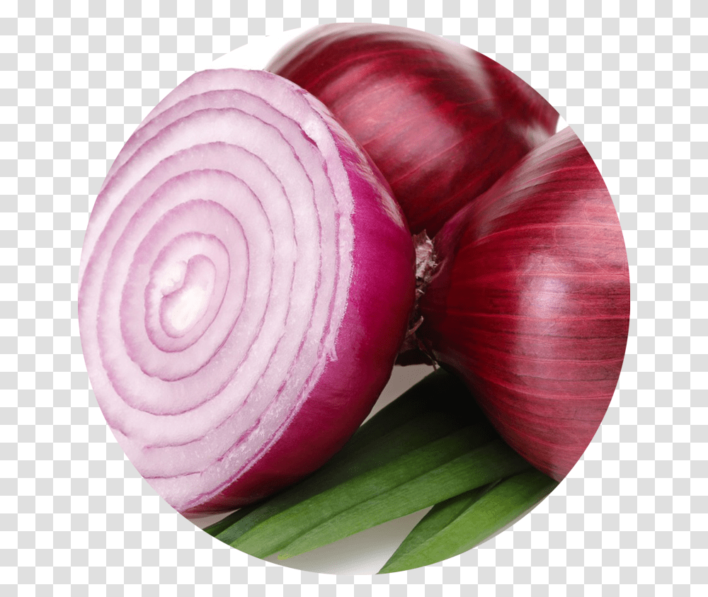 Onion Clipart Pungent Redonion, Plant, Food, Vegetable, Shallot Transparent Png