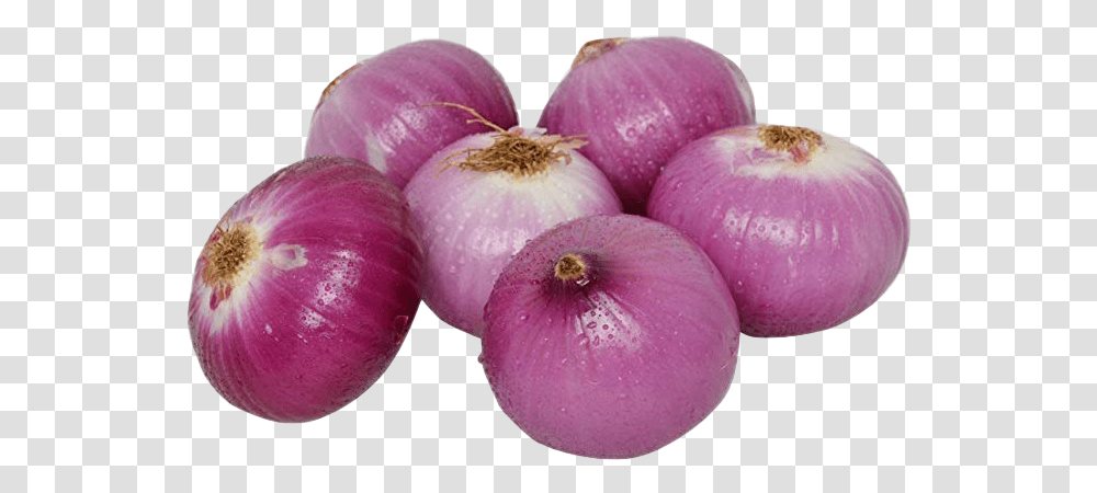Onion Fresh Onion, Plant, Shallot, Vegetable, Food Transparent Png