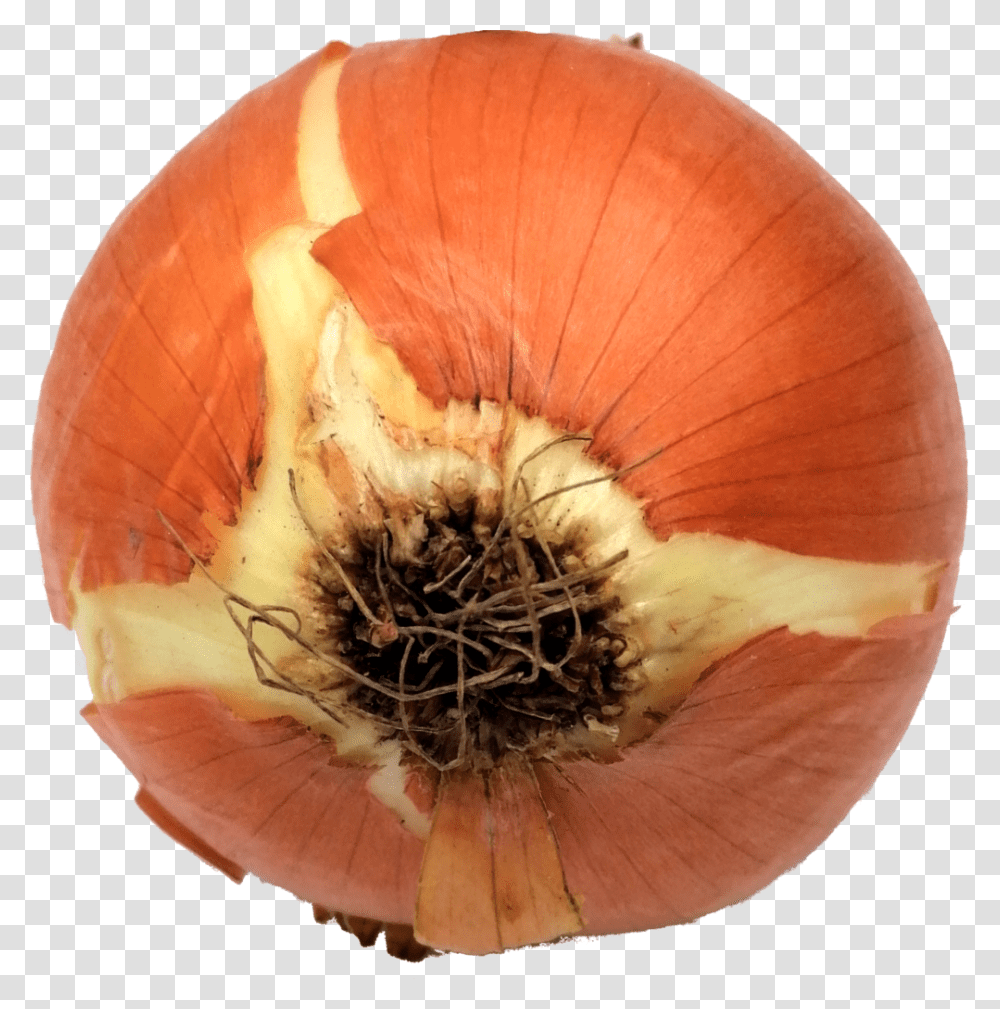 Onion, Fungus, Plant, Shallot, Vegetable Transparent Png