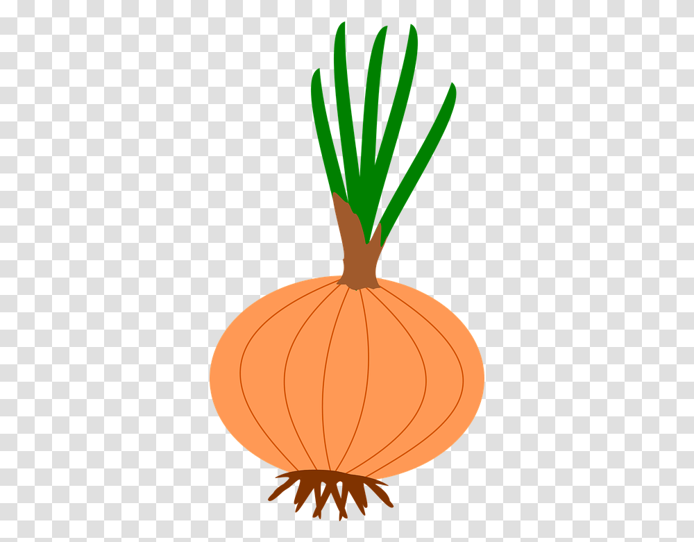 Onion Garden Flower Bulbs Free Vector Graphic On Pixabay, Plant, Lamp, Vegetable, Food Transparent Png