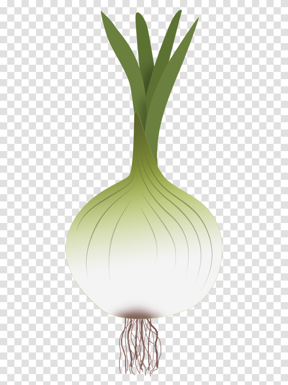 Onion, Lamp, Plant, Vegetable, Food Transparent Png