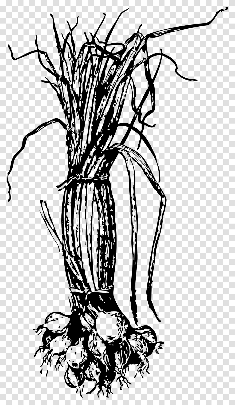 Onion Leaves Drawing, Plant, Produce, Food, Flower Transparent Png