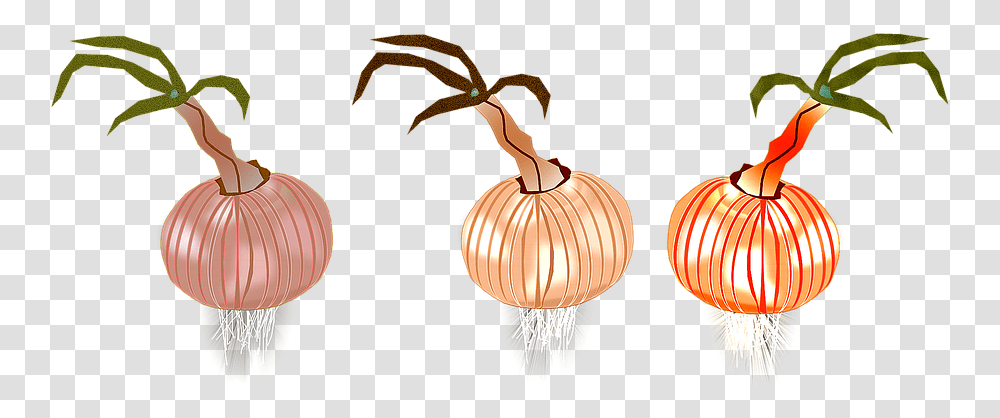 Onion Onions Nature Eat Gastronomy Italian Cuisine Illustration, Lamp, Lighting, Lampshade, Chandelier Transparent Png