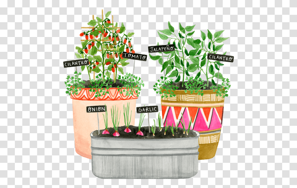 Onion Plant Flowerpot, Potted Plant, Vase, Jar, Pottery Transparent Png