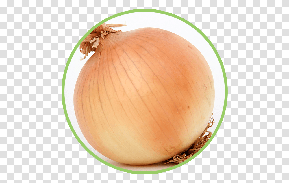 Onion, Plant, Lamp, Vegetable, Food Transparent Png