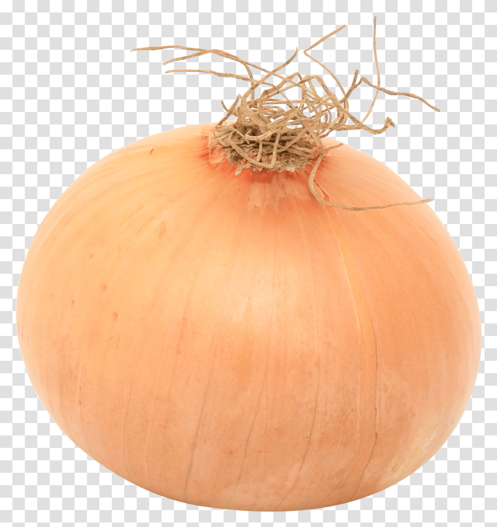 Onion, Plant, Lamp, Vegetable, Food Transparent Png