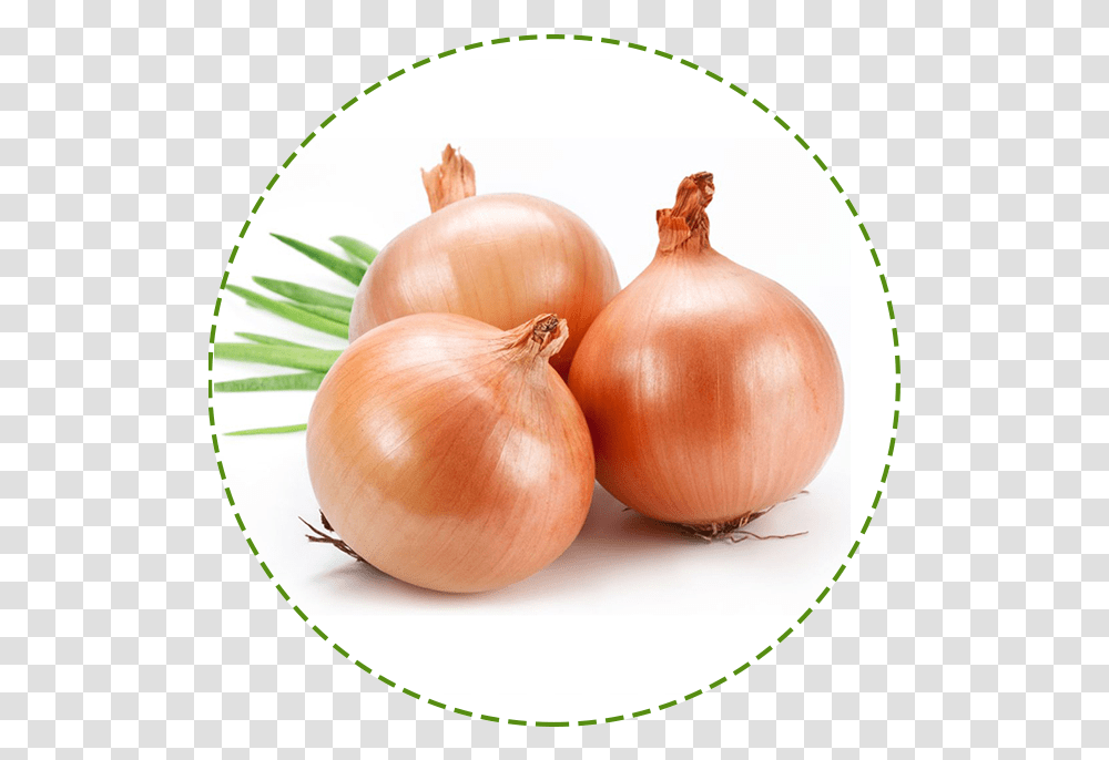 Onion Plant Onion Fruits And Crops In West Asia Onion Grow In Water, Shallot, Vegetable, Food, Bowl Transparent Png
