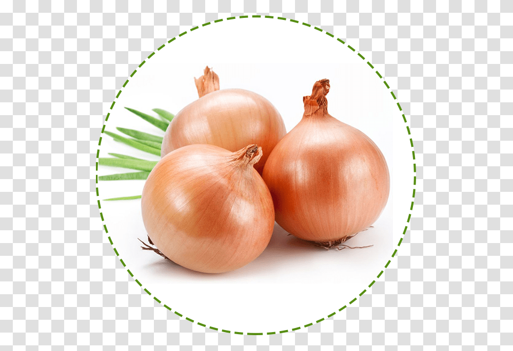 Onion Plant, Shallot, Vegetable, Food, Bowl Transparent Png