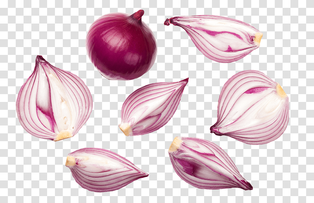 Onion Top View, Plant, Shallot, Vegetable, Food Transparent Png