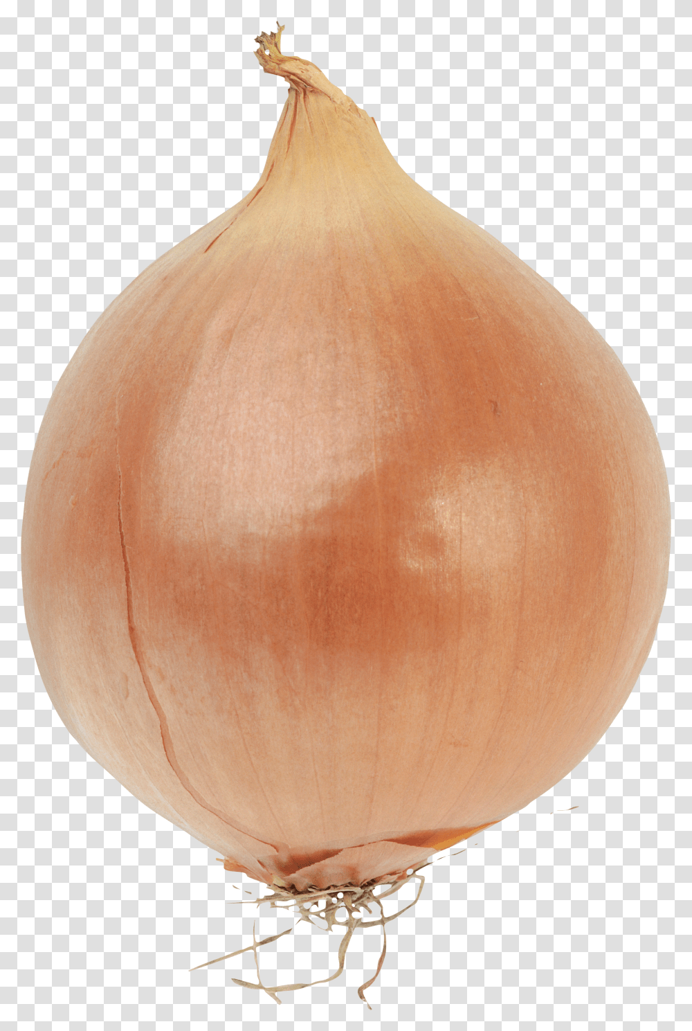 Onion, Vegetable, Plant, Lamp, Food Transparent Png