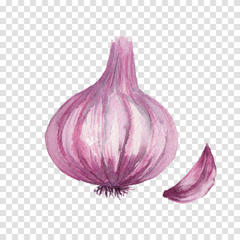 Onion Watercolor Vegetable Onion Vegetables Onion Drawing, Plant, Food, Fungus, Garlic Transparent Png
