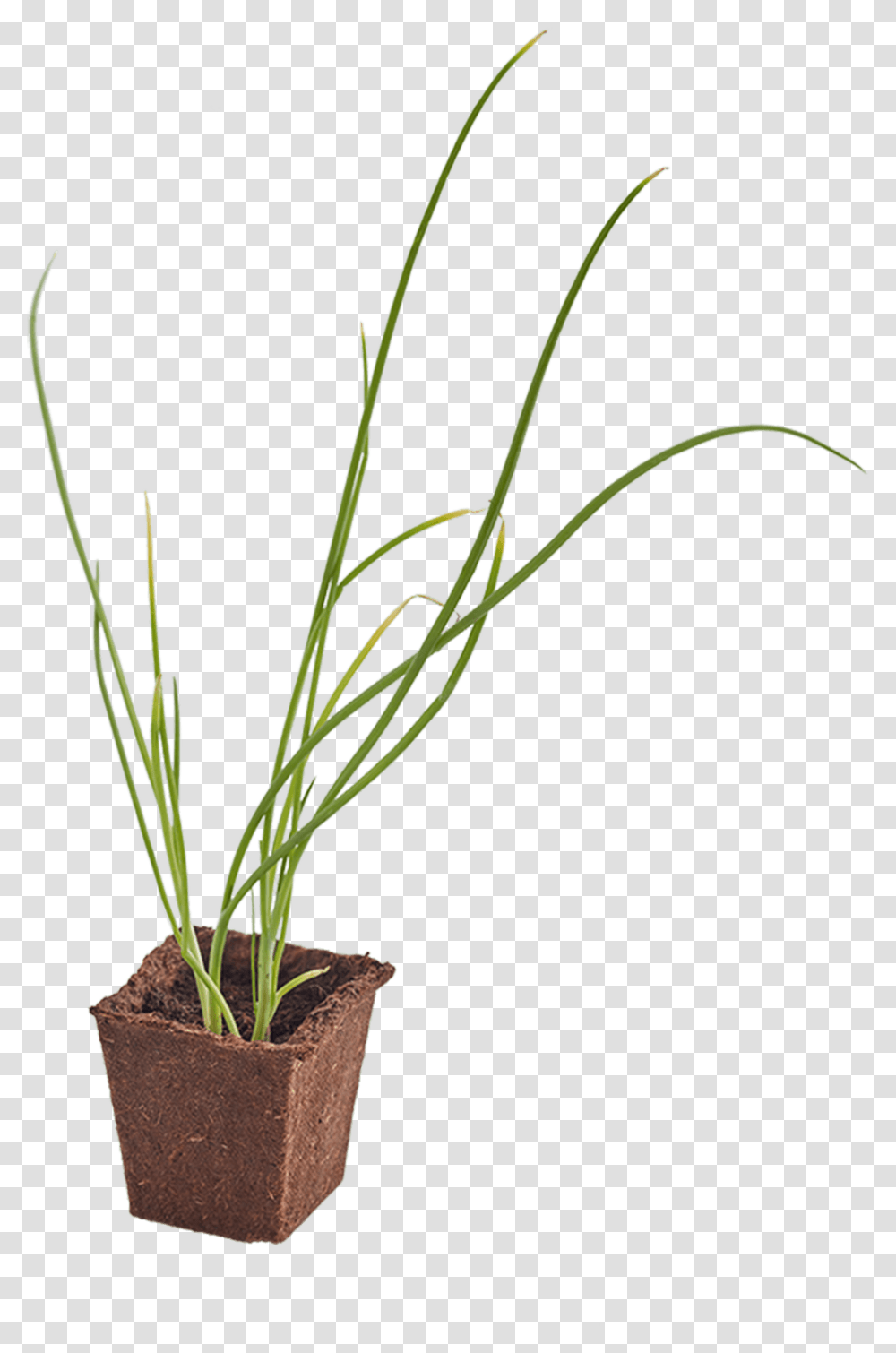Onion Woolworths Seedling, Plant, Flower, Blossom, Grass Transparent Png