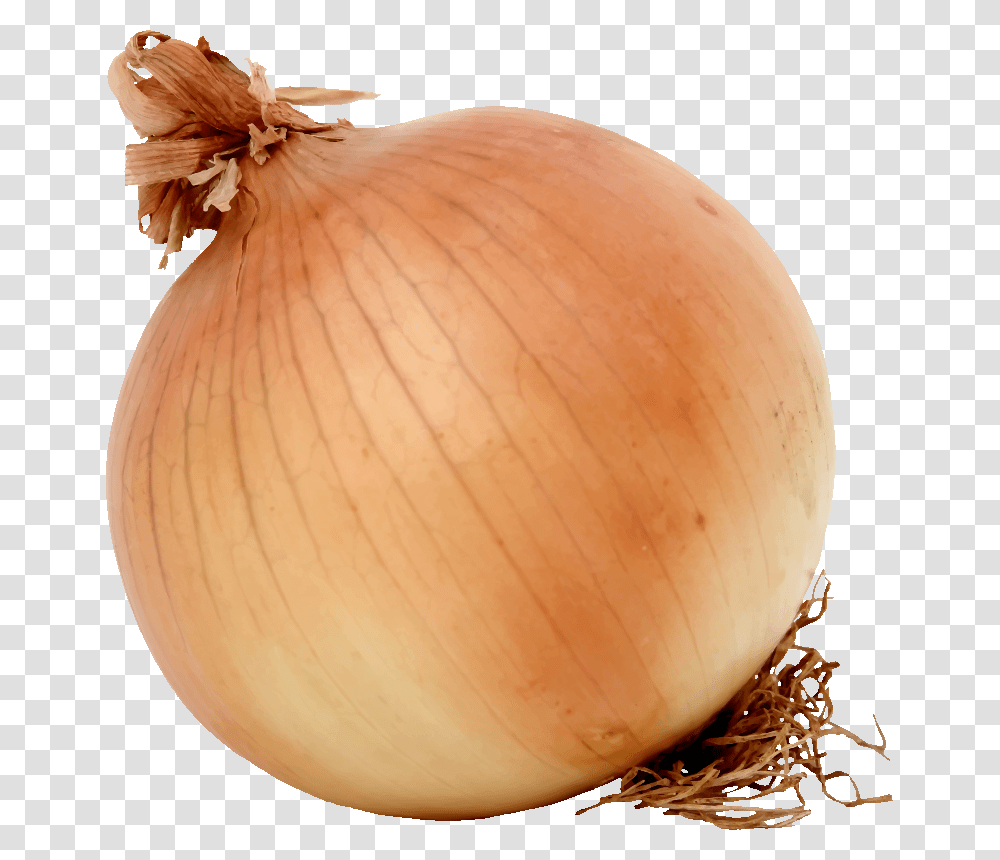 Onionfoodwinter Squash Onion Clipart, Plant, Shallot, Vegetable, Fungus Transparent Png