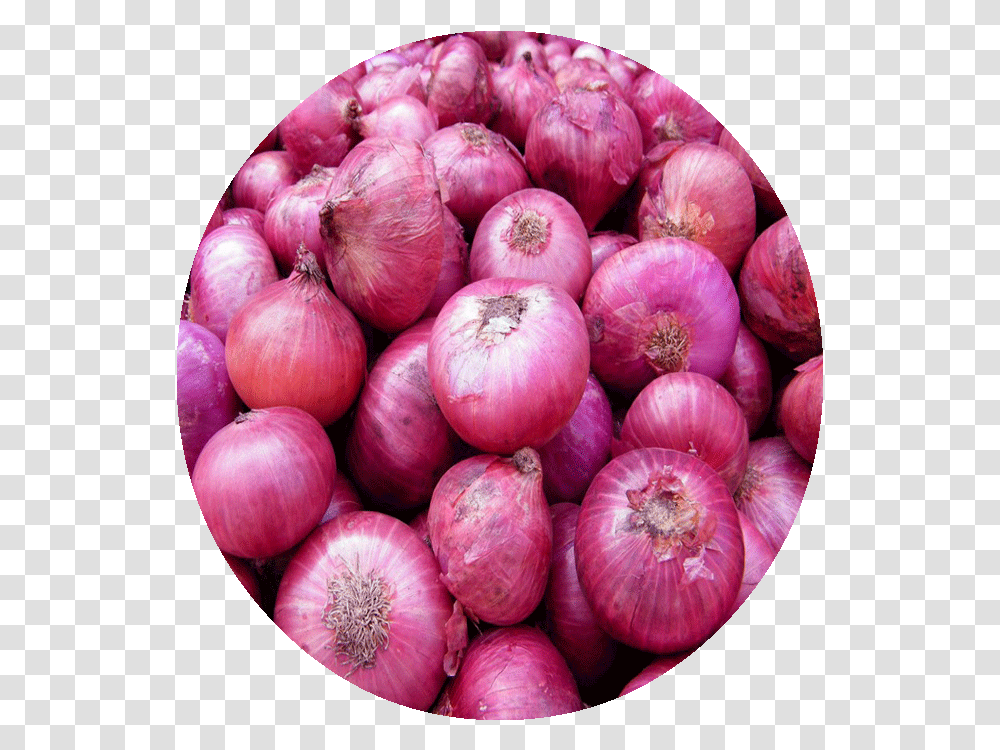 Onions Clipart Onion Karnataka, Plant, Shallot, Vegetable, Food Transparent Png