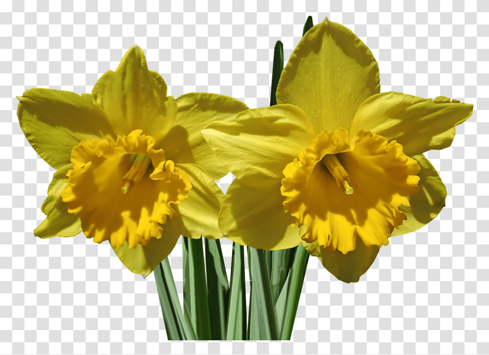 Onkile, Plant, Flower, Blossom, Daffodil Transparent Png