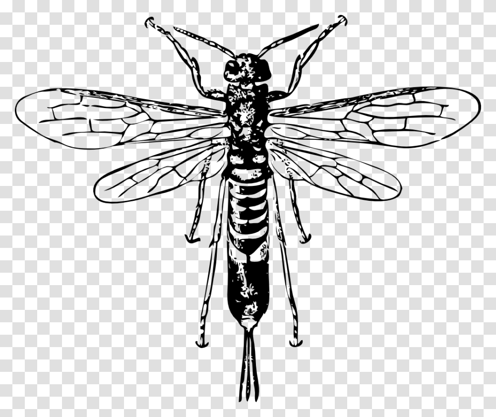 Onlinelabels Clip Art, Insect, Invertebrate, Animal, Mosquito Transparent Png