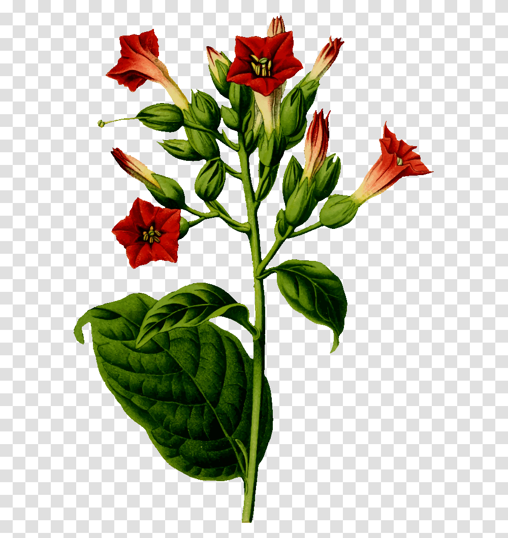 Onlinelabels Clip Art, Plant, Flower, Blossom, Acanthaceae Transparent Png