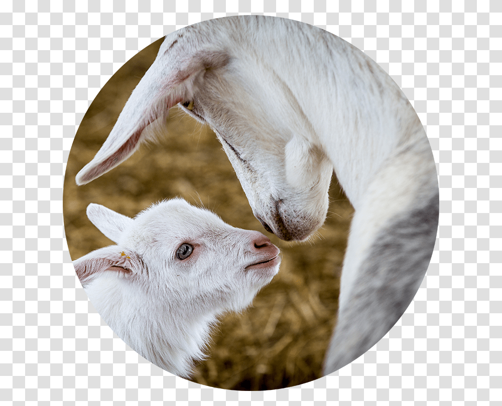 Only Export Grade High Quality Goat Milk Is Used In Sheep, Mammal, Animal, Mountain Goat, Wildlife Transparent Png