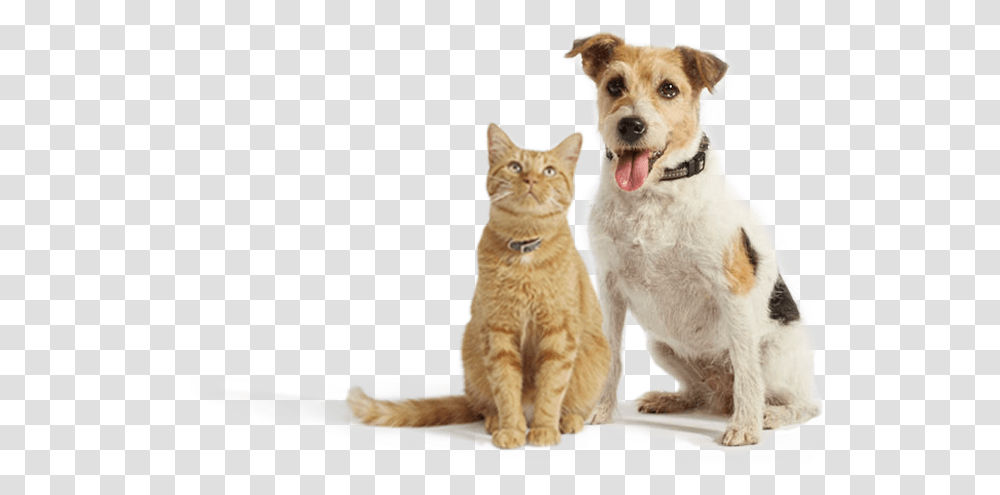 Onsior Why Choose Robenacoxib Orange Cat And Dog, Pet, Canine, Animal, Mammal Transparent Png