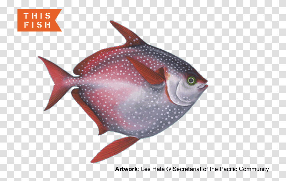 Opah, Fish, Animal, Surgeonfish, Sea Life Transparent Png
