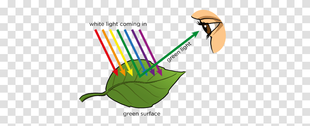 Opaque And Substances Do We See Light, Plant, Bird, Animal, Face Transparent Png