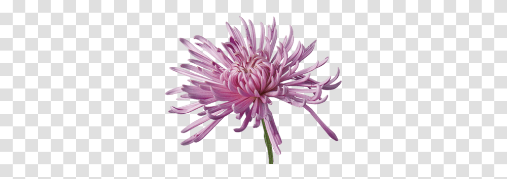 Open Chrysanthemum Types Of Mums, Dahlia, Flower, Plant, Blossom Transparent Png