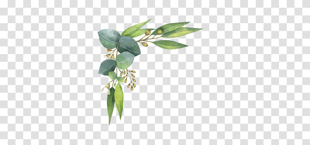 Open Full Size Watercolor Flowers P Watercolor Eucalyptus Leaf, Plant, Tree, Blossom, Annonaceae Transparent Png