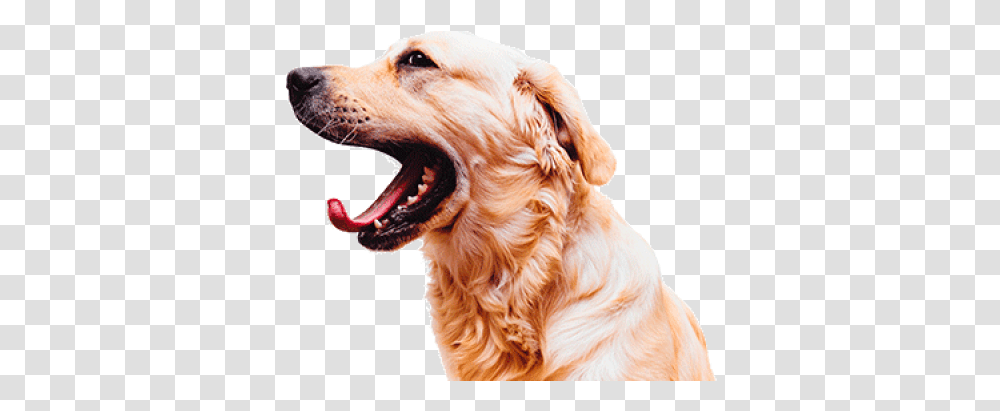 Open Mouth Dog Open Mouth Original Love Pet Dent, Golden Retriever, Canine, Animal, Mammal Transparent Png