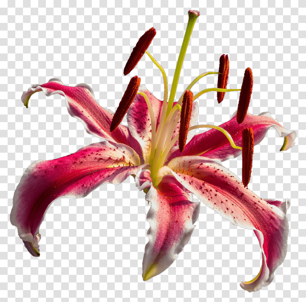Open Orchid Lirio Vermelho, Plant, Flower, Blossom, Pollen Transparent Png