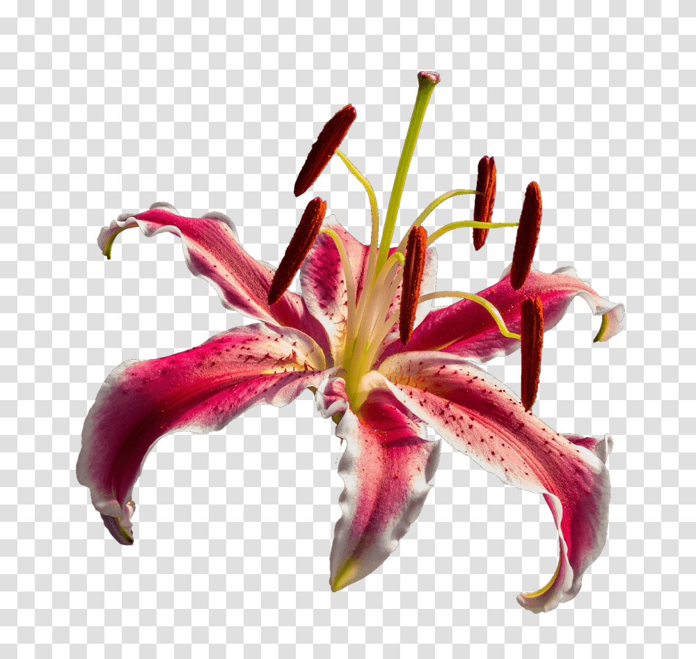 Open Orchid, Plant, Flower, Blossom, Lily Transparent Png