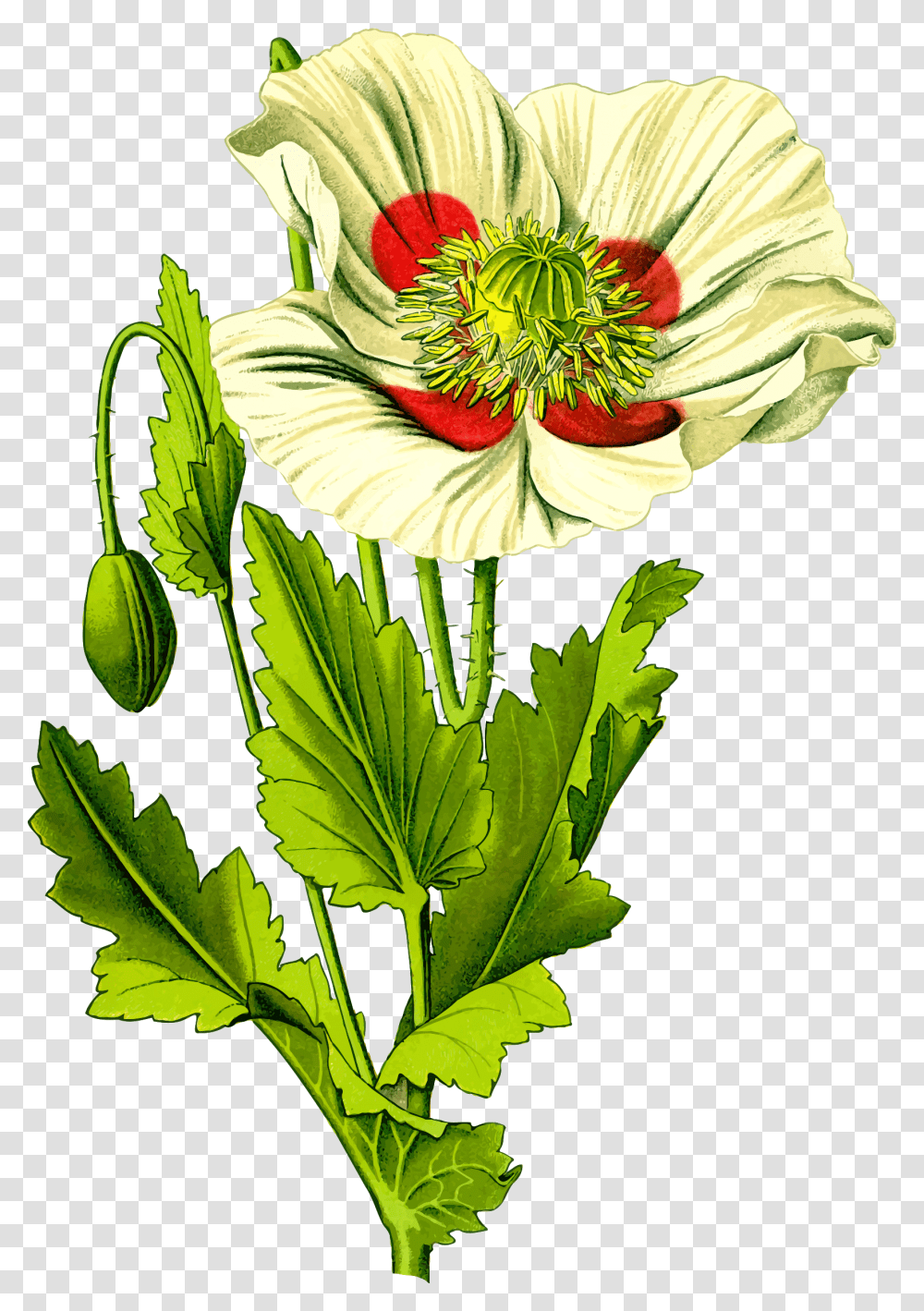 Opium Poppy 3 Clip Arts Opium Ancient Rome, Plant, Flower, Blossom, Pollen Transparent Png