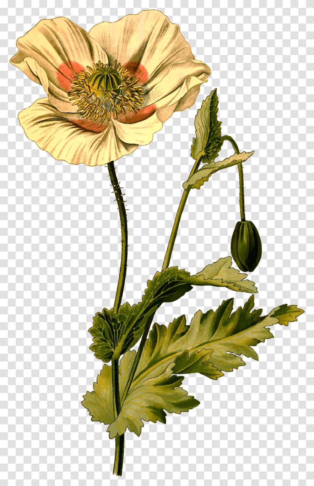 Opium Poppy Clip Arts Opium Poppy, Plant, Flower, Blossom, Pollen Transparent Png