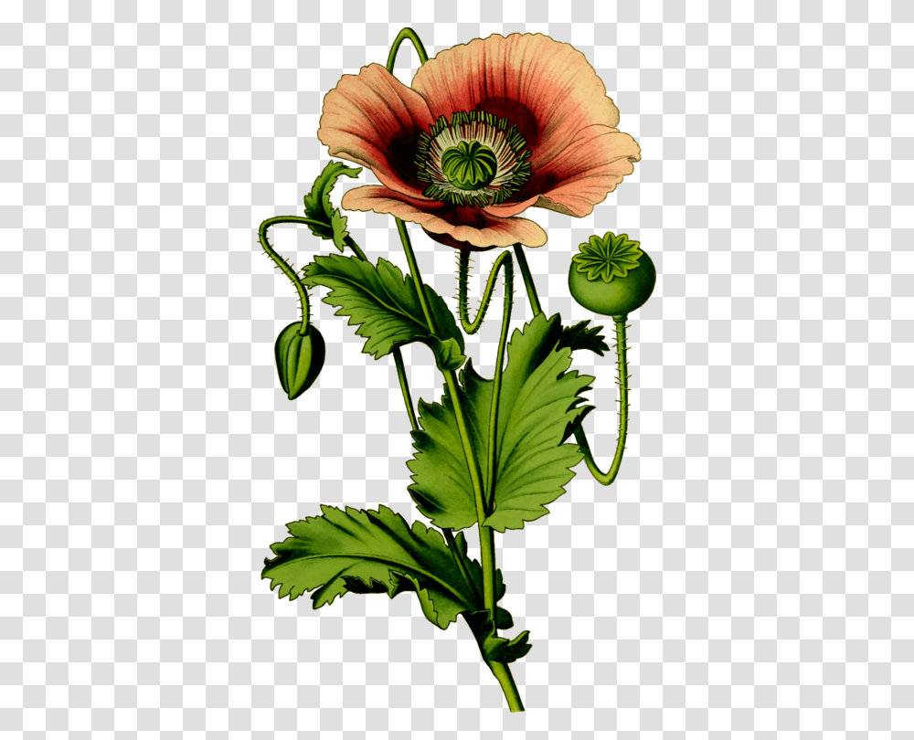 Opium Poppy Common Poppy Flower, Plant, Green Transparent Png