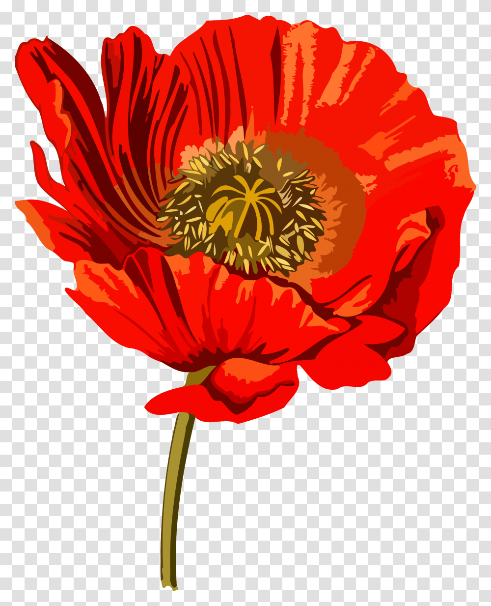 Opium Poppy Opium Wars Common Poppy Opium Poppy Clip Art, Plant, Flower, Blossom, Pollen Transparent Png