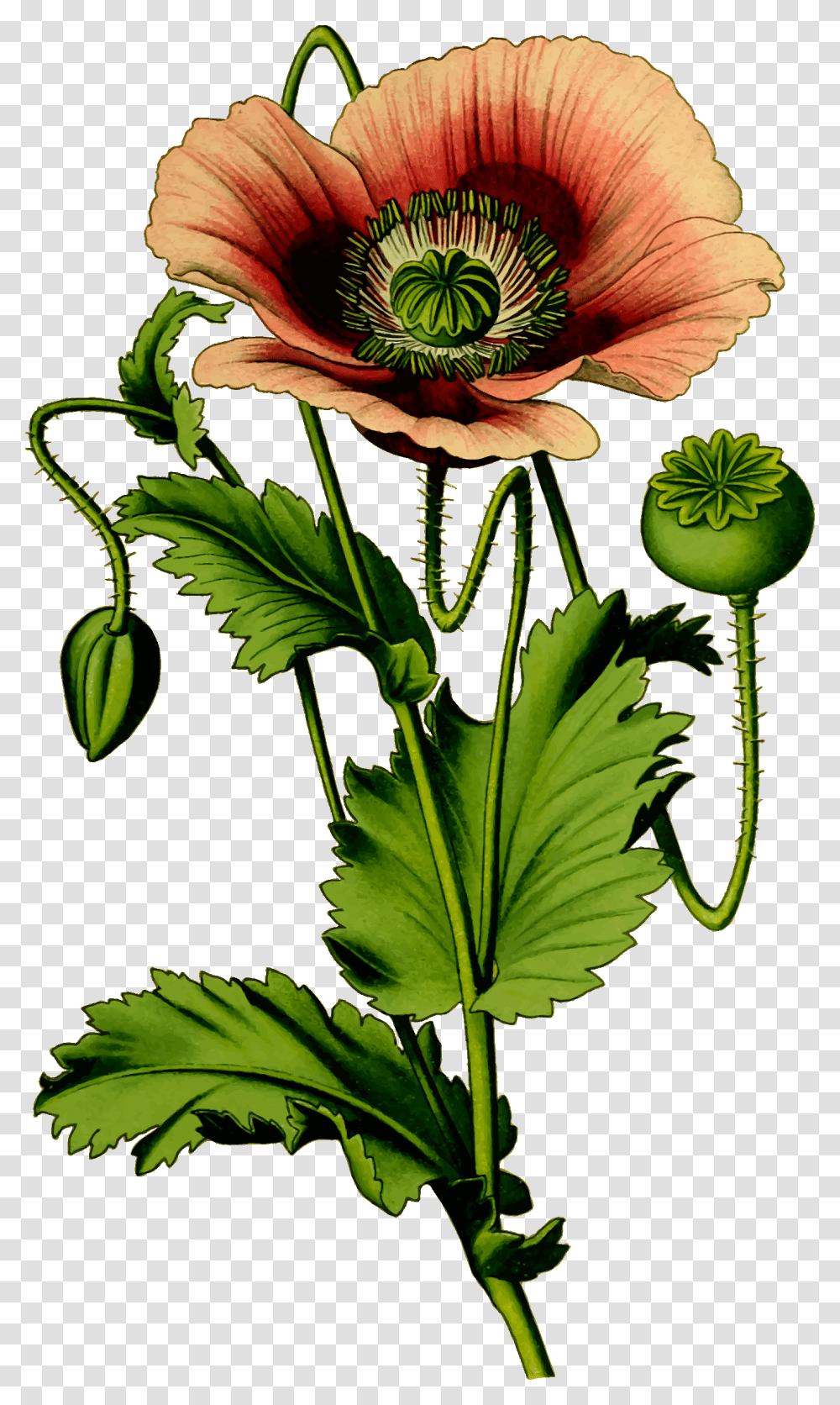 Opium Poppy Plant Vector, Vase, Jar, Pottery, Leaf Transparent Png