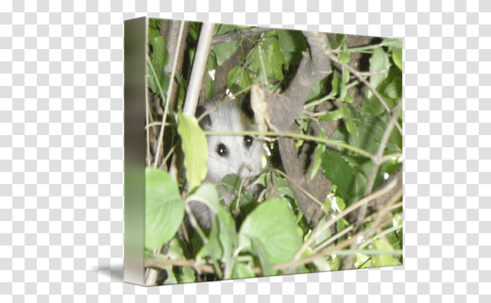 Opossum By L A Scaccia Possum, Wildlife, Animal, Mammal, Rat Transparent Png