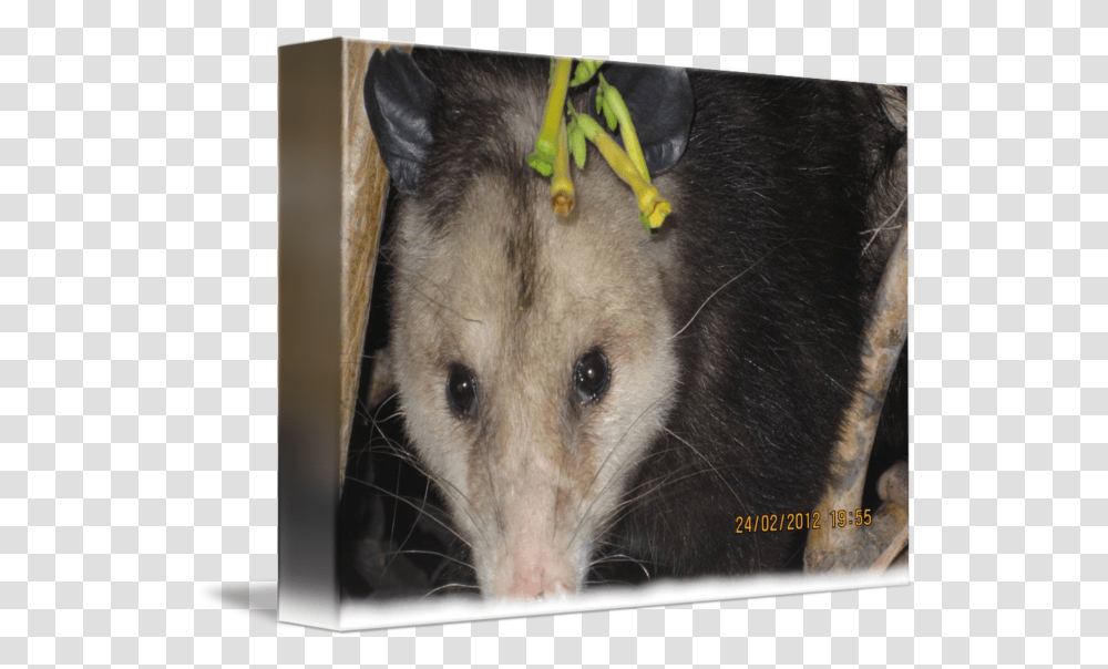 Opossum Close Up By Rebecca Hessey Common Opossum, Wildlife, Animal, Mammal, Pig Transparent Png