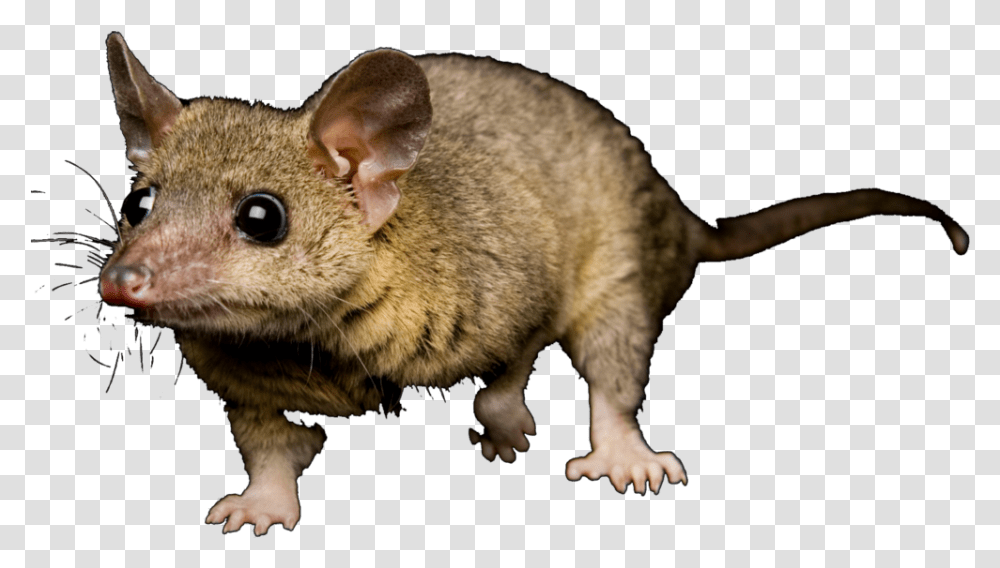 Opossum Dr Mouse, Animal, Mammal, Rat, Rodent Transparent Png