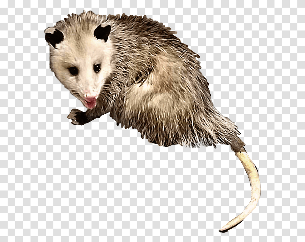 Opossum Possum Animal Creature Critter Possum Clipart, Wildlife, Mammal, Rat, Rodent Transparent Png