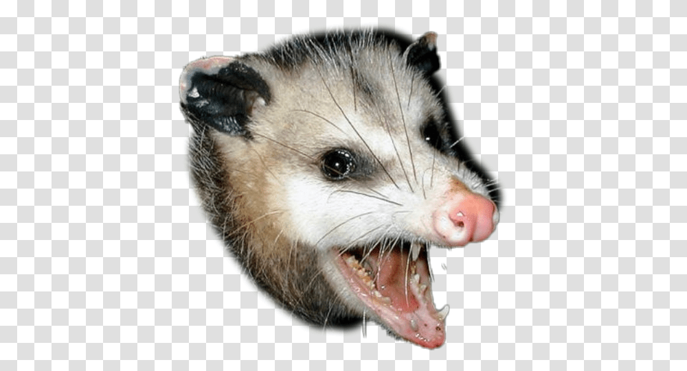 Opossum Sticker By Davidegen Rat Vs Possum, Wildlife, Mammal, Animal, Rodent Transparent Png