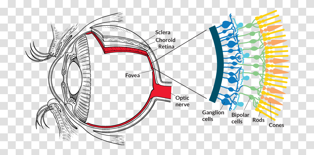 Optogenetics Melanopsin In Eye, Accessories, Accessory, Tie, Plot Transparent Png