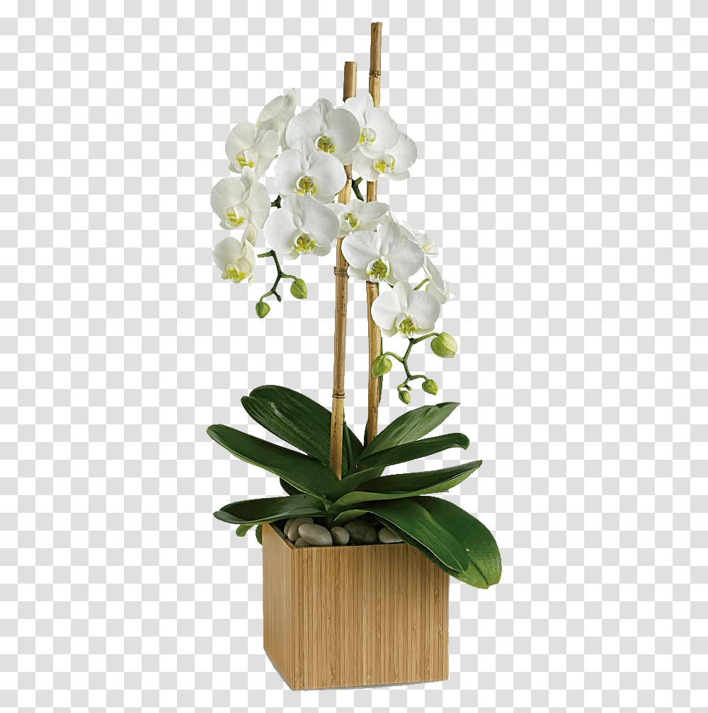 Opulent OrchidsClass Opulent Orchids Teleflora, Plant, Flower, Blossom, Wedding Cake Transparent Png