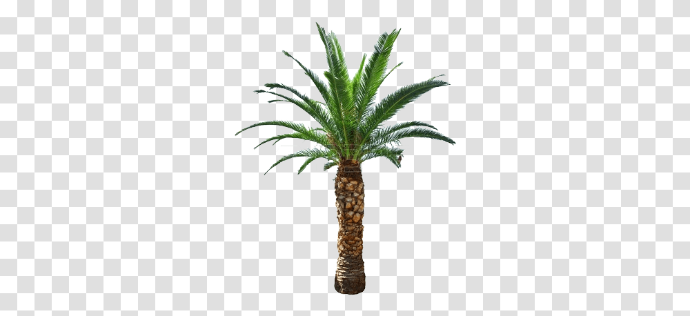 Orand Nursery, Plant, Palm Tree, Arecaceae Transparent Png