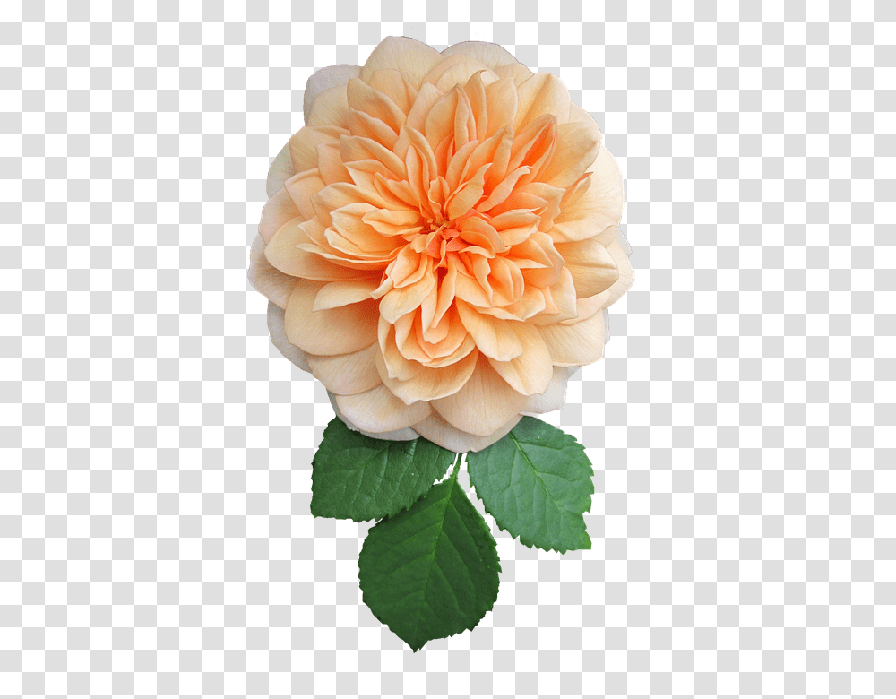 Orange 960, Flower, Dahlia, Plant, Blossom Transparent Png