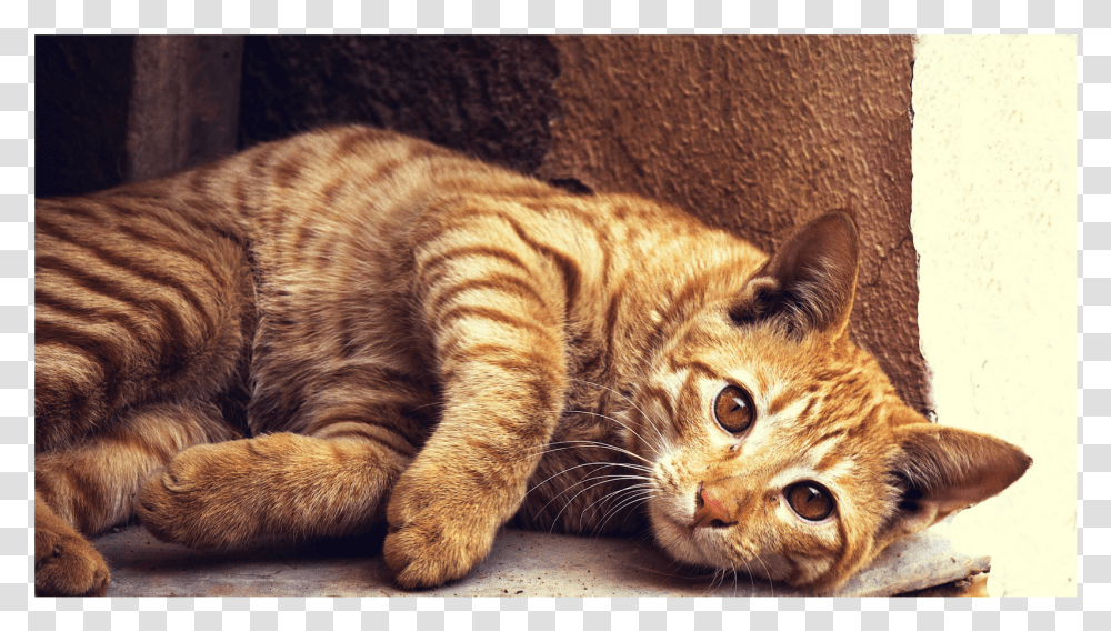 Orange And Brown Cat, Manx, Pet, Mammal, Animal Transparent Png