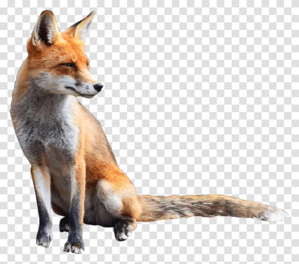 Orange And Silver Fox Car, Kangaroo, Mammal, Animal, Wallaby Transparent Png