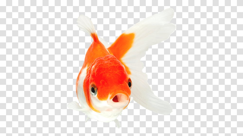 Orange And White Goldfish With Mouth Open Swimming Goldfish With Mouth Open, Animal, Bird, Chicken, Poultry Transparent Png