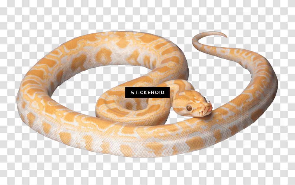 Orange And White Snake Download Bright Yellow Corn Snake, Reptile, Animal, Rattlesnake, Rock Python Transparent Png
